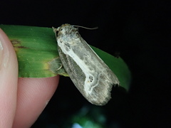 Stenoloba jankowskii