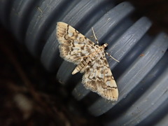 Lamprosema commixta