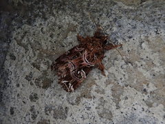 Callopistria japonibia