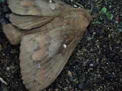 Dendrolimus spectabilis