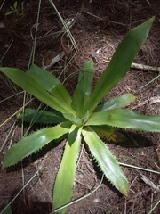Eryngium serra