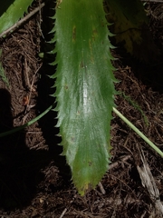 Eryngium serra