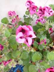 Pelargonium
