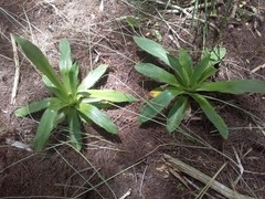 Eryngium serra
