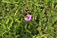 Ipomoea barlerioides