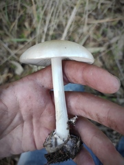 Volvariella murinella