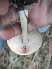 Volvariella murinella