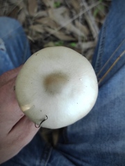 Volvariella murinella