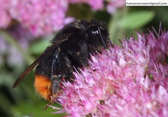 Bombus ignitus