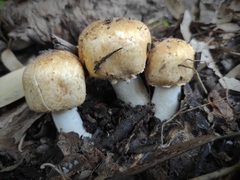 Agaricus subrufescens