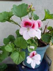 Pelargonium