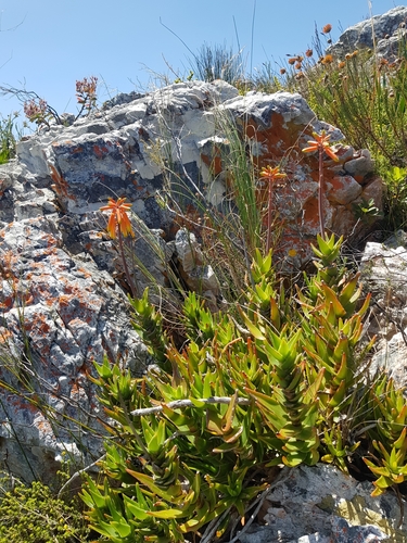 Koudeberg Aloe (Aloiampelos juddii)
