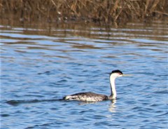 Aechmophorus occidentalis