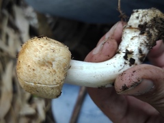 Agaricus subrufescens