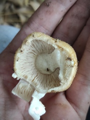 Agaricus subrufescens