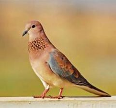 Streptopelia senegalensis