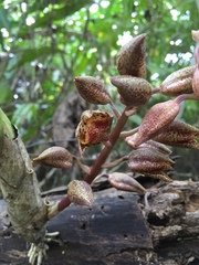 Mormodes