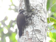 Chloropicus xantholophus