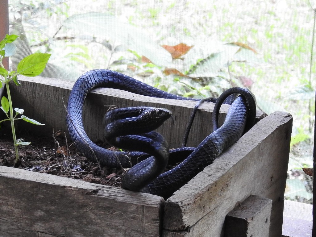 Yellow-Throated Bold-Eyed Tree Snake