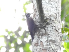 Chloropicus xantholophus