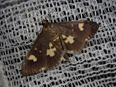 Hemopsis dissipatalis