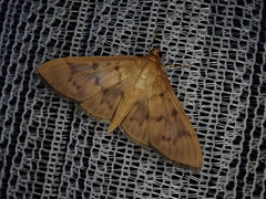 Herpetogramma tominagai