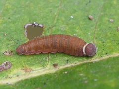 Coladenia indrani
