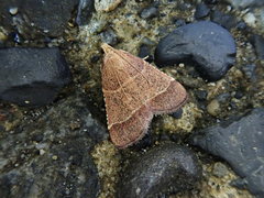 Tegulifera bicoloralis