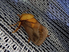 Narosoideus flavidorsalis