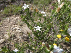 Wahlenbergia calcarea