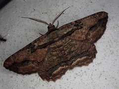 Menophra senilis