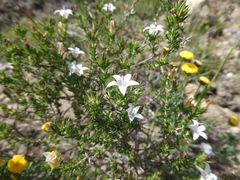 Wahlenbergia calcarea