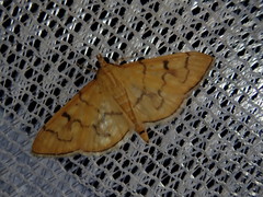 Patania chlorophanta