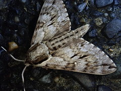 Kentrochrysalis consimilis