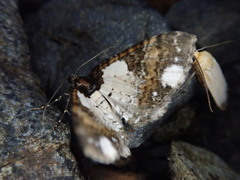 Melanthia procellata inquinata