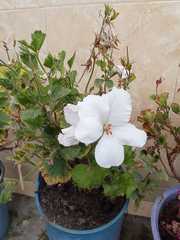 Pelargonium ovale