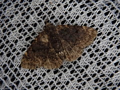 Diomea cremata