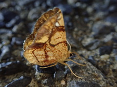 Epholca arenosa