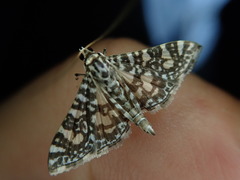 Glyphodes onychinalis