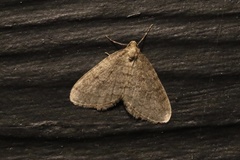 Operophtera occidentalis