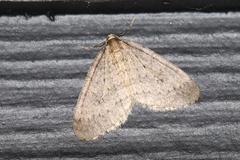 Operophtera occidentalis