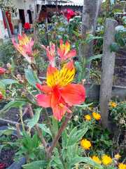 Alstroemeria