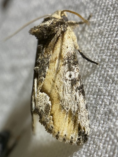 Prothrinax luteomedia