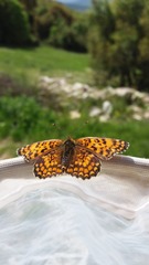 Melitaea phoebe