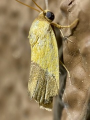Ponometia bicolorata
