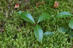 Gaultheria procumbens image