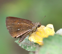 Iambrix salsala luteipalpis