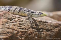 Polychrus acutirostris