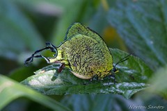 Arcas imperialis