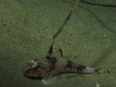 Chitonotus pugetensis